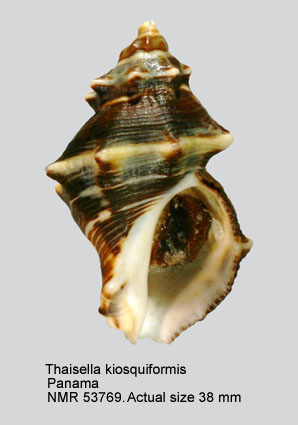 Thaisella kiosquiformis.jpg - Thaisella kiosquiformis(Duclos,1832)